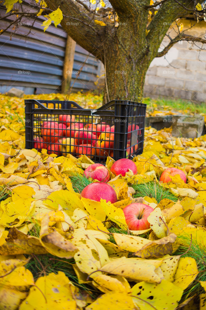 Harvest ripe juicy and tasty apples. Harvested juicy apples from fertile trees.