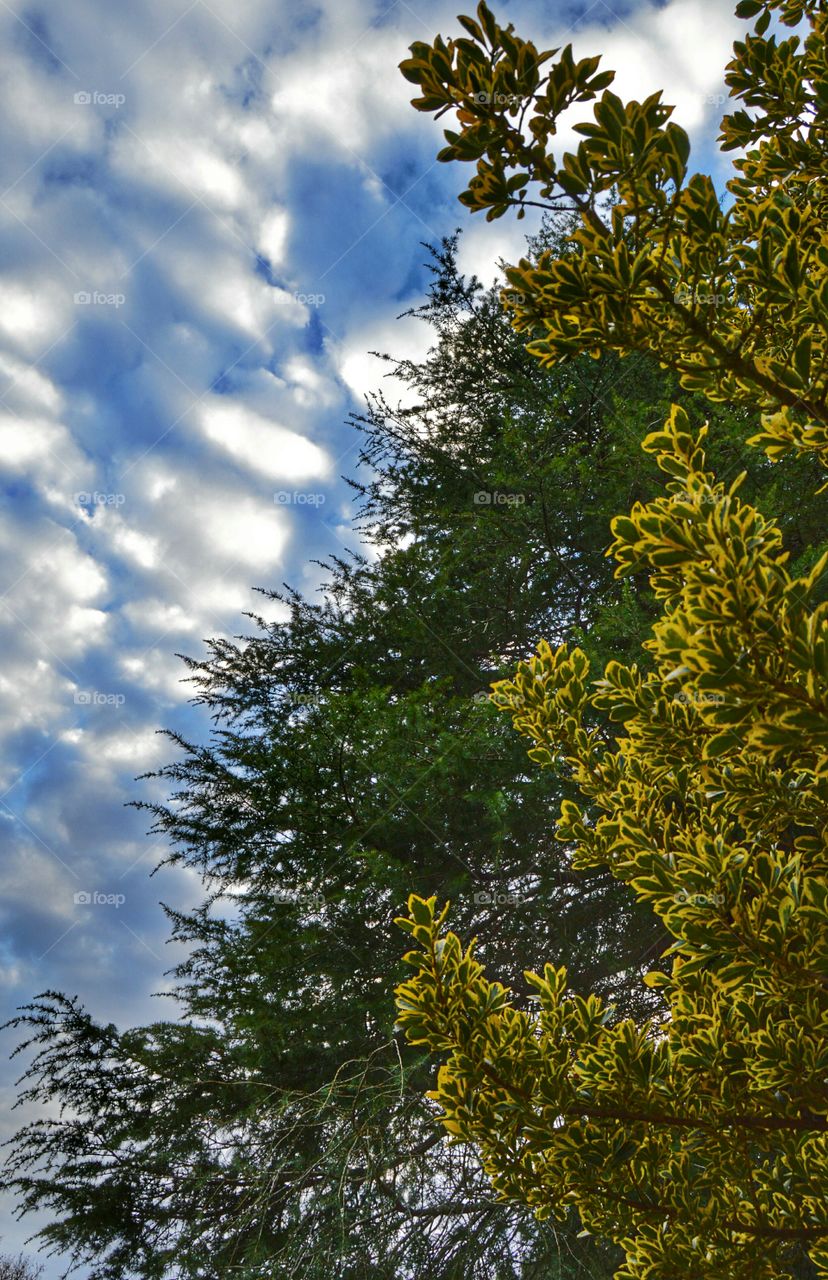 Puffy Clouds