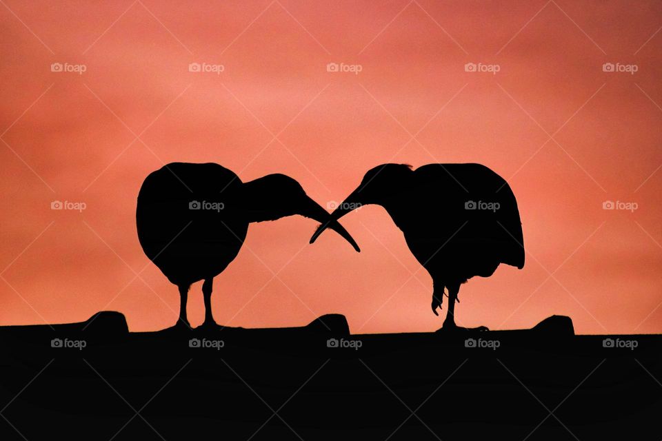 Ibis birds at sunrise