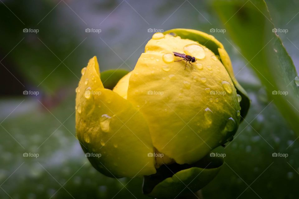 An orange-backed calligrapher has an entire bloom of a yellow pond lily all to itself. 