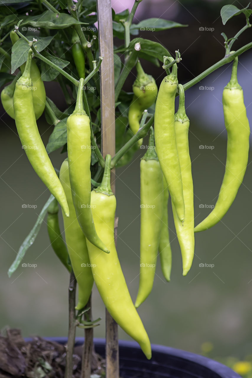 Fresh green peppers on a tree in the garden.