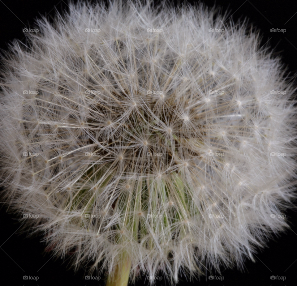 dandelion weed or not by Jackpic2