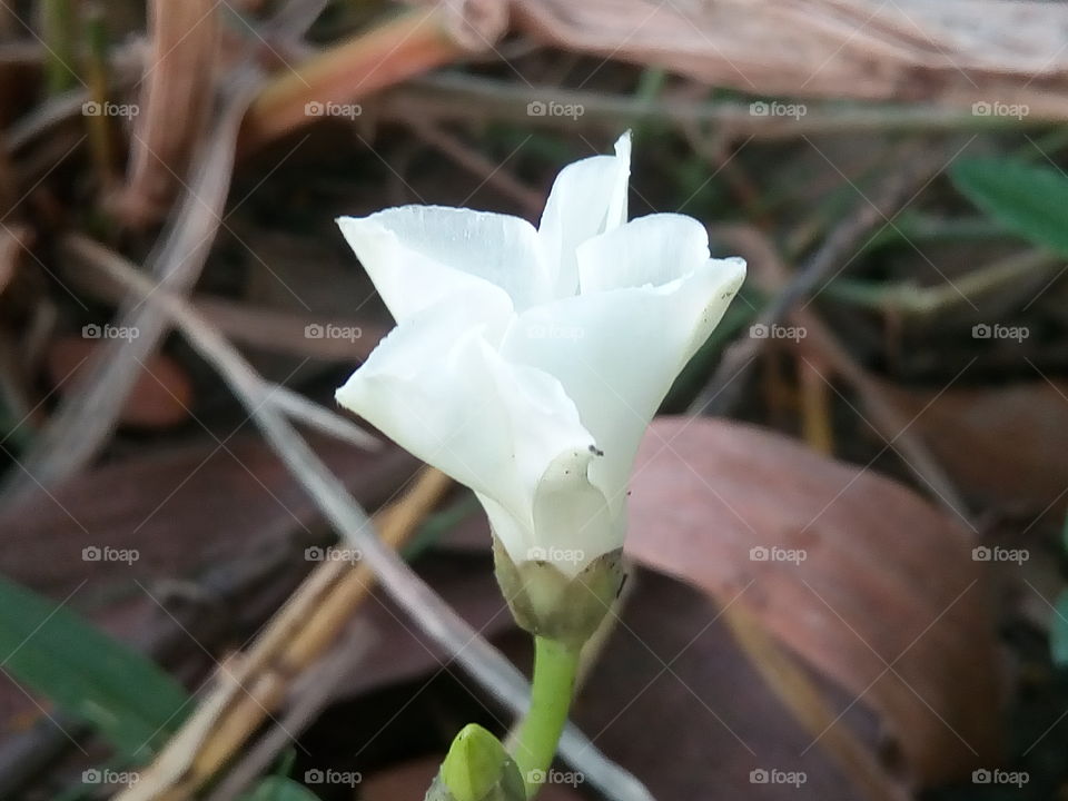 flower 2018-01-17 028 
#আমার_চোখে #আমার_গ্রাম #nature #flower 
#eukaryota #plantae #angiosperms #eudicots