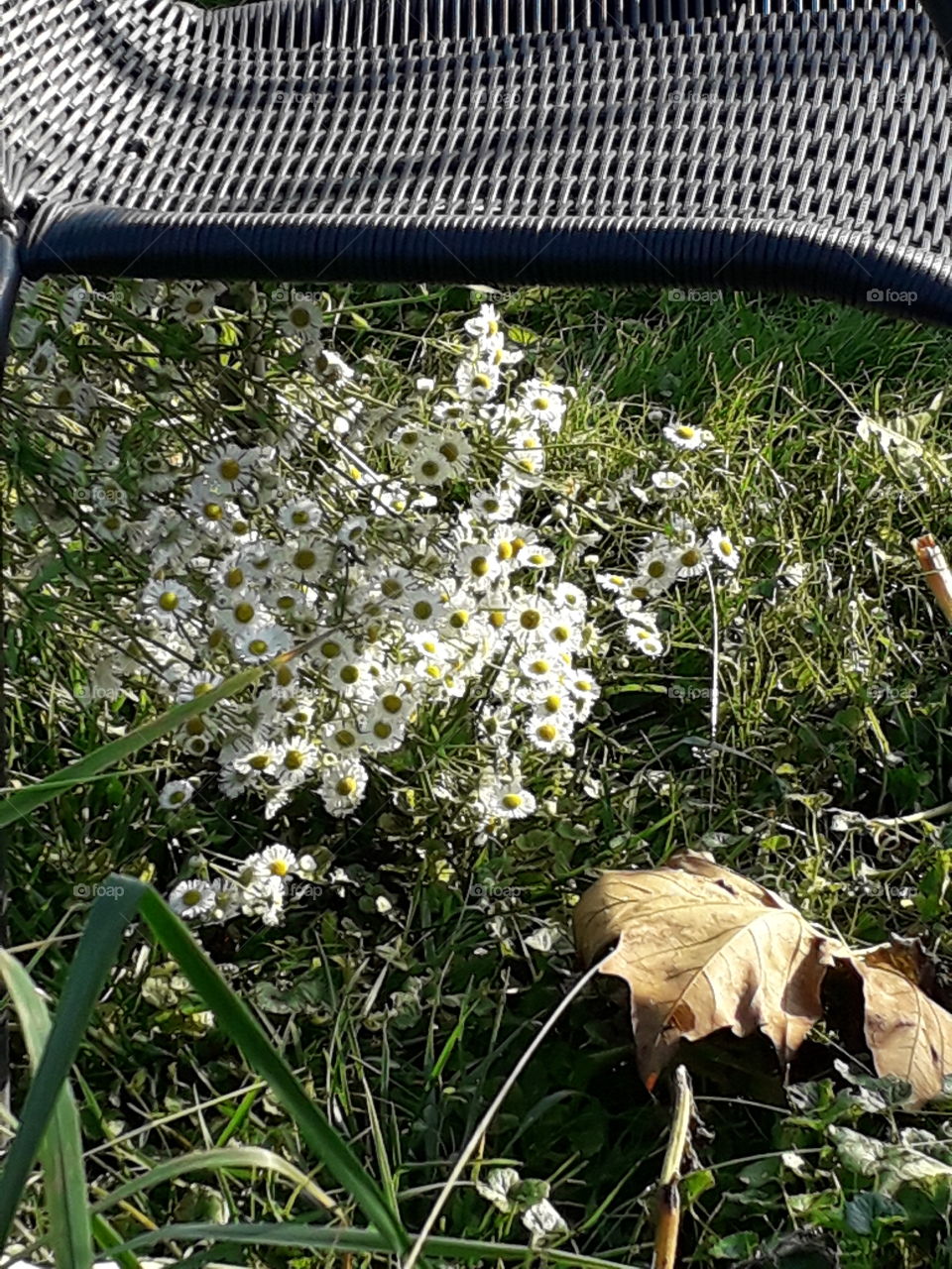 black chair in the meadow with white flowers of erigeron  and yellow  fallen leaf