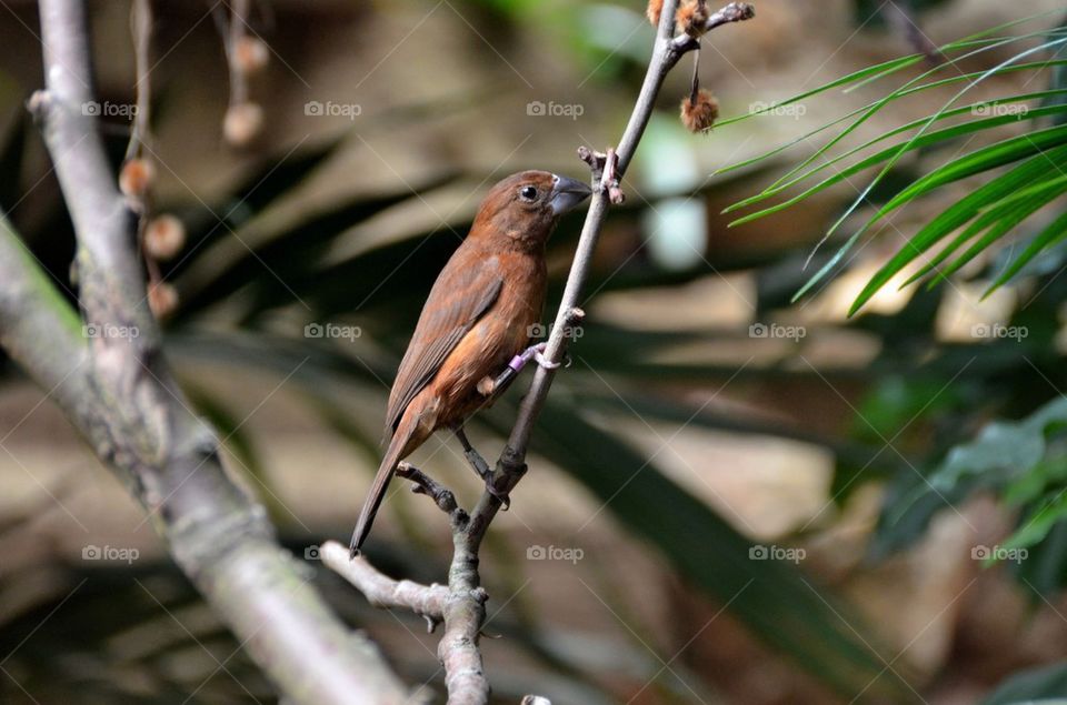 Exotic bird at The zoo in Antwerp.
