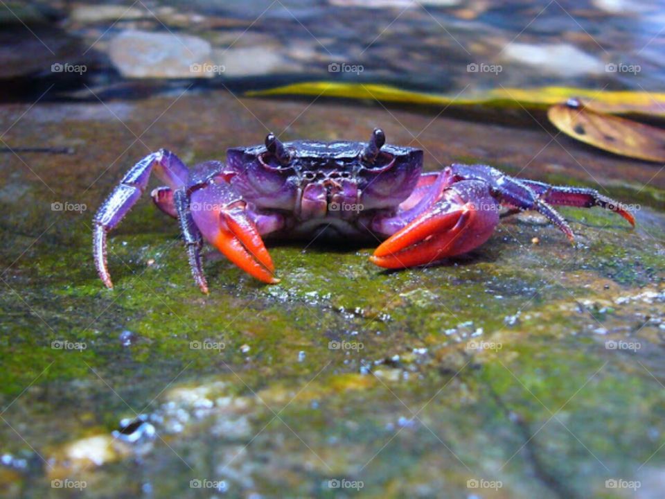 The Philippine crab purple, live in freshwater...