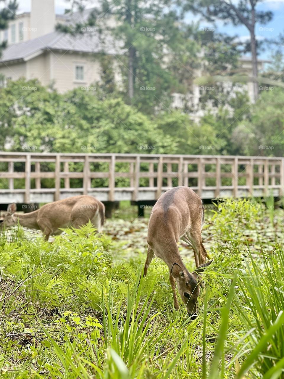 Two young buck fawns grazing in a park near a footbridge and buildings. Wild North American whitetail deer find their space near people and the city.