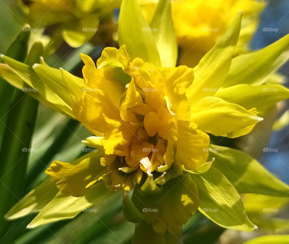 Daffodil