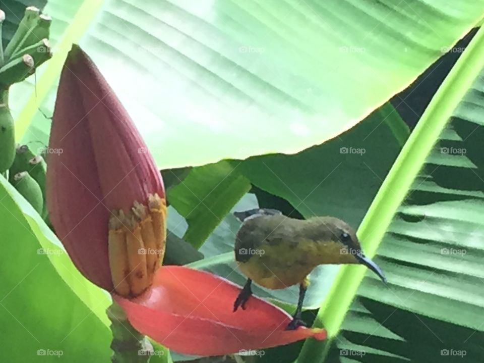 Nature, No Person, Tropical, Outdoors, Leaf