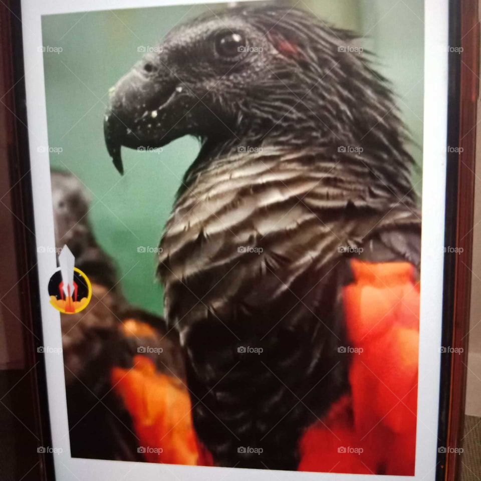 Eagle Parrot