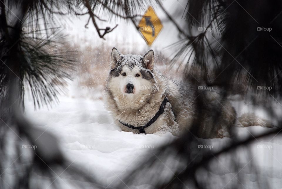 Portrait of a Husky dog in snow