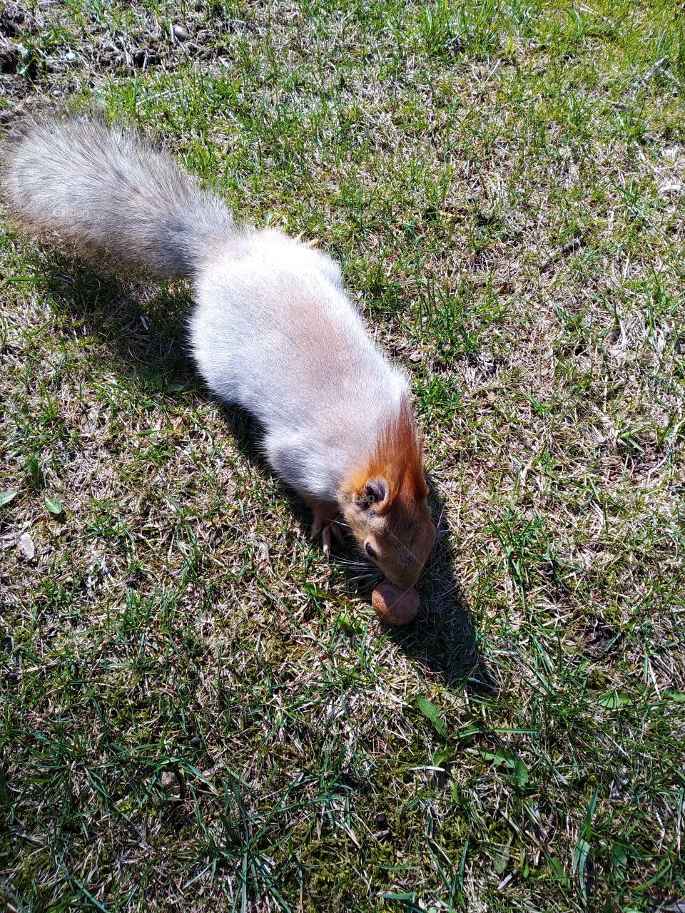 Squirrel