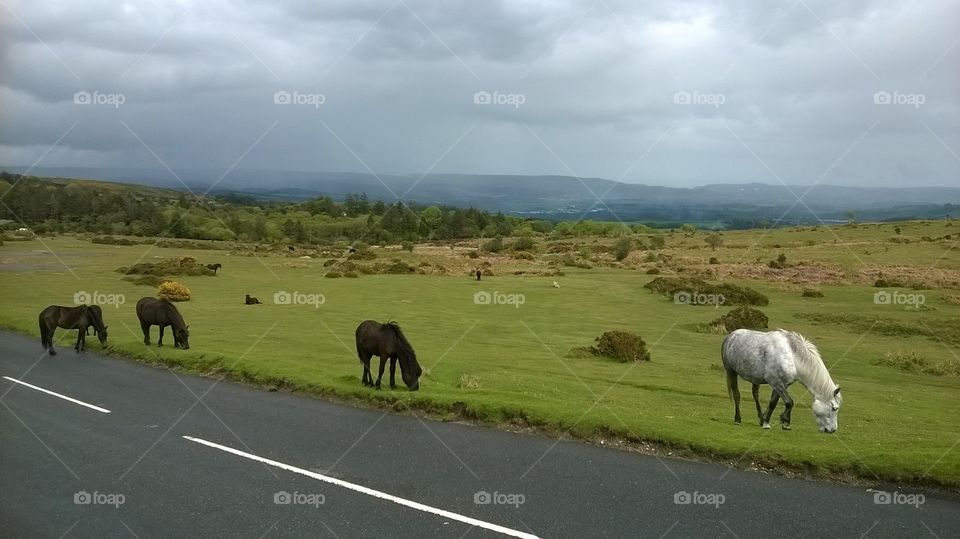 Dartmoor National Park with its traditional wild ponies, beauty of the land at its very best.