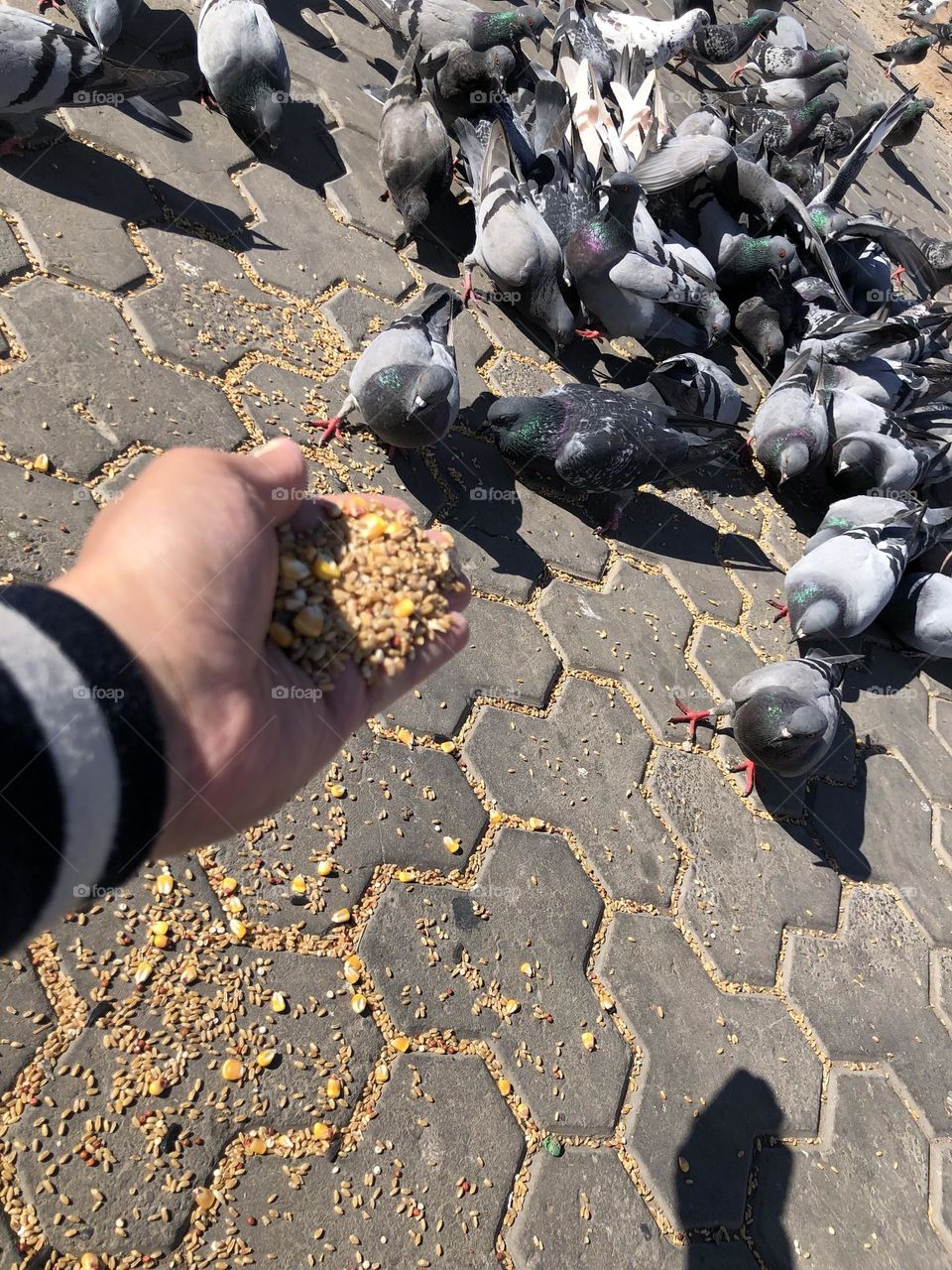 My hand feeds a flock of pigeons 