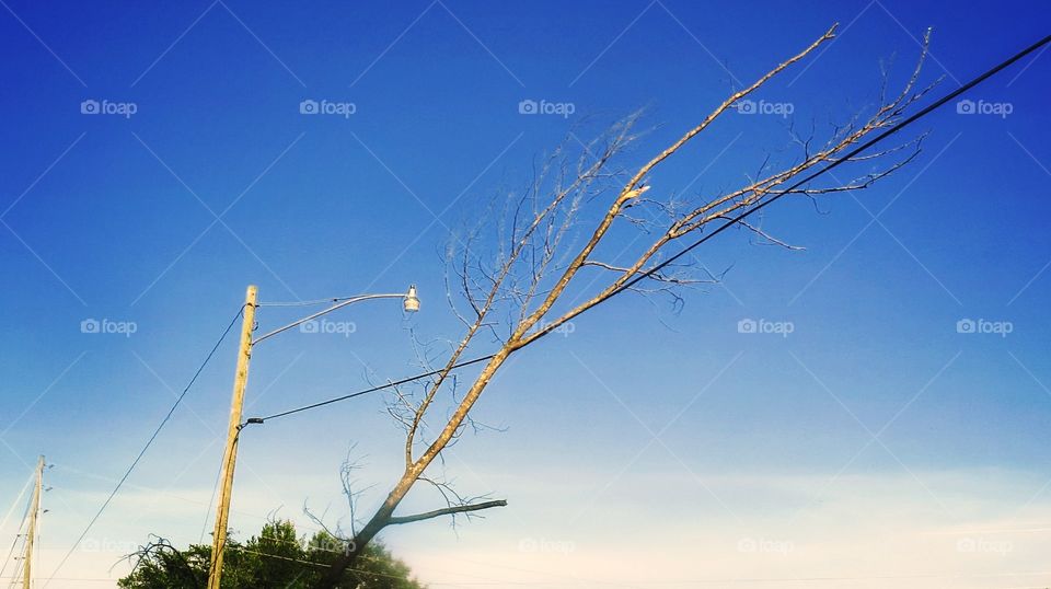 small tree on power cable