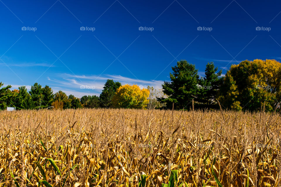 corn field