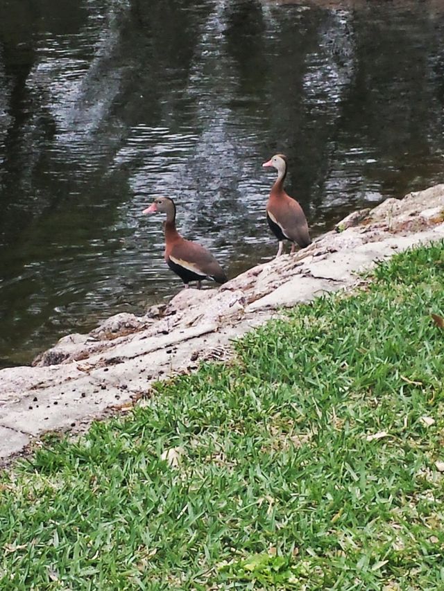 Duck