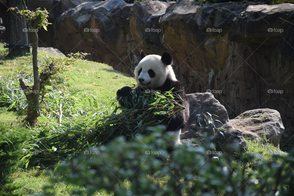Panda eats some bamboo