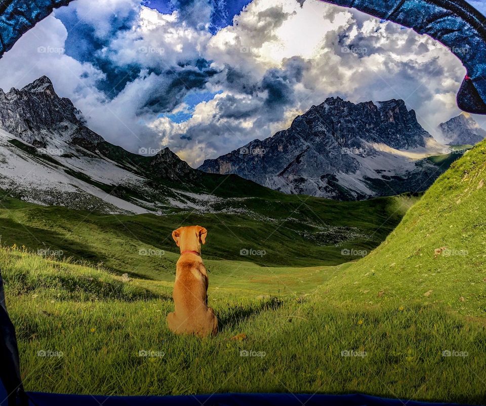 alps, dog, camping, wilderness, outdoors, trailrunning, camping with dogs
