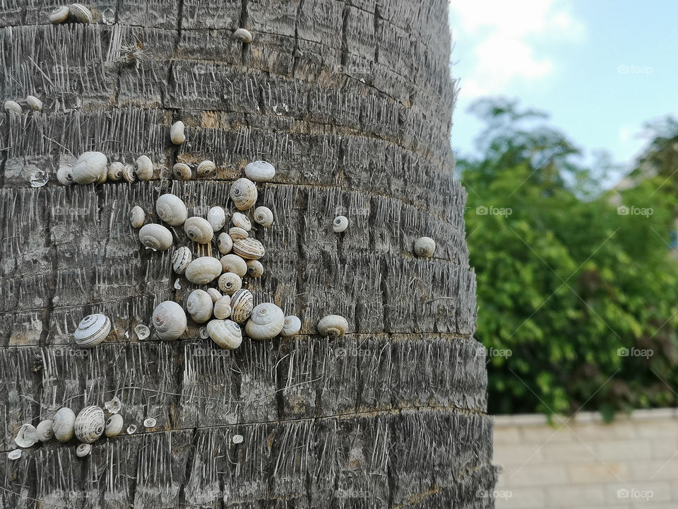 A lot of snails on the palm and the background another side is green tree. Shot 1