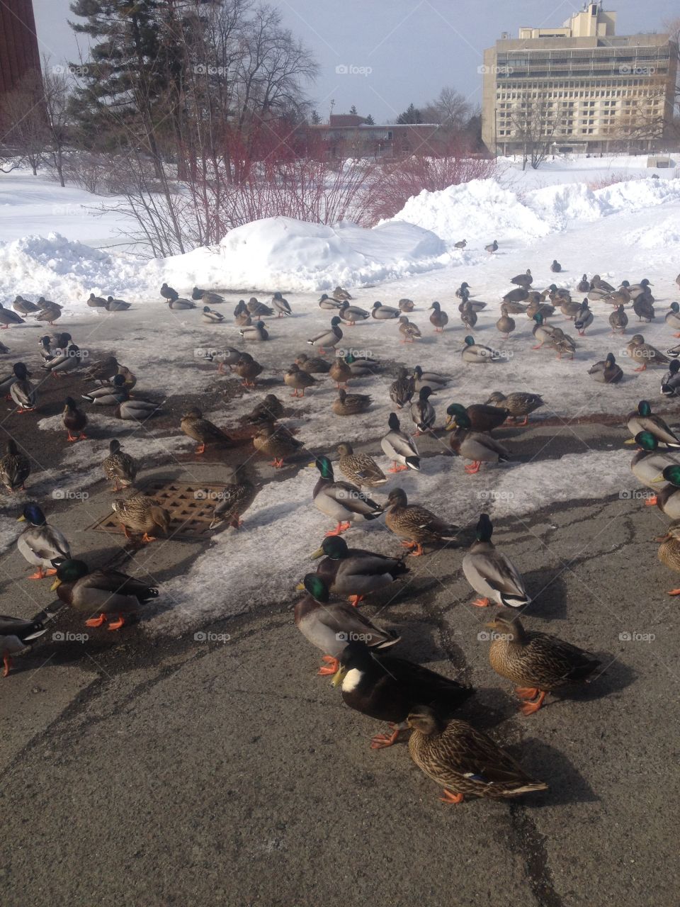 Ducks in the winter at UMass