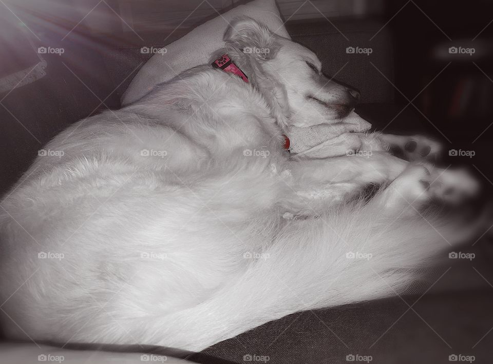 white dog sleeping.
