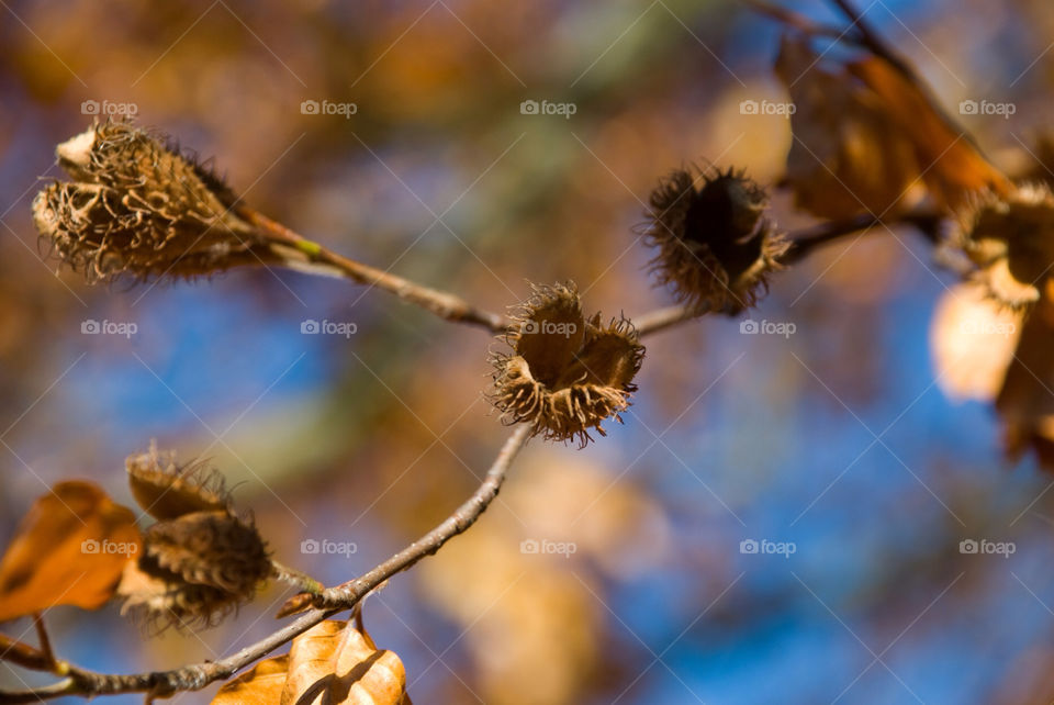 tree sunny leaf fall by jbdc