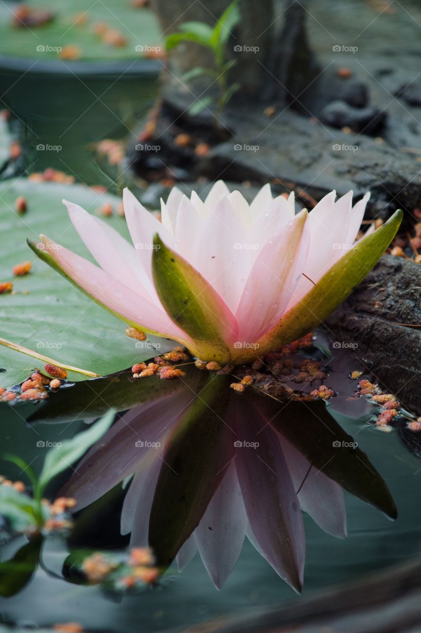 Reflection of a Pink lotus flower 