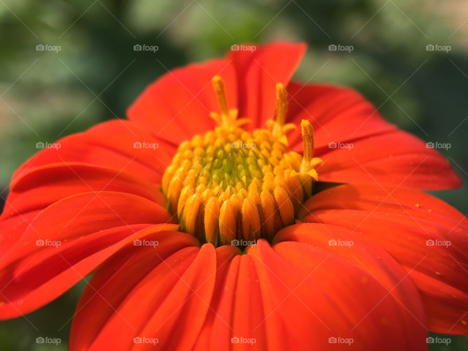 Orange Flower