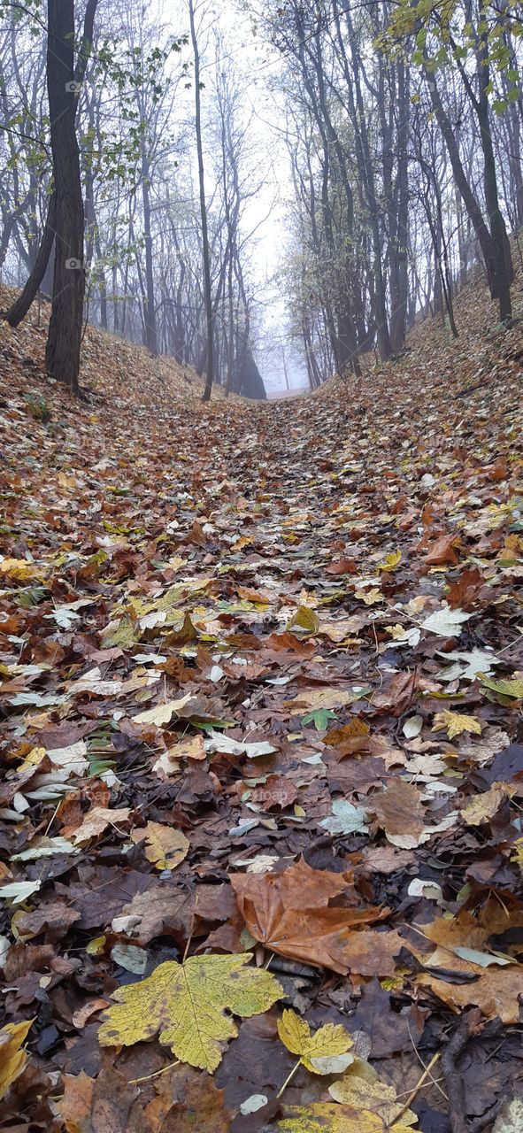 ранковий парк