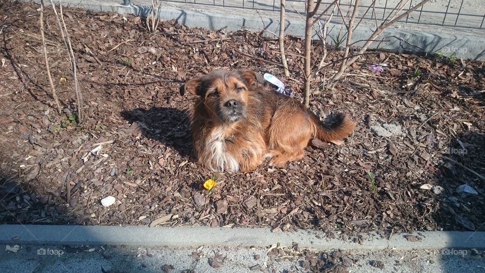 Sweet Dog in my Garden. my sweet Dog "Chaussette" in my Garden