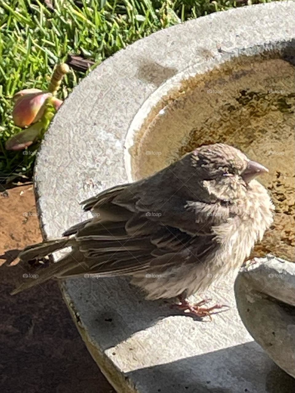 Peaceful Birdie