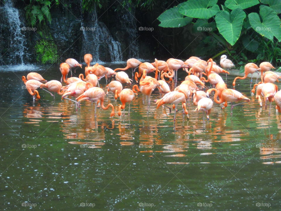 Flock Of Flamingos