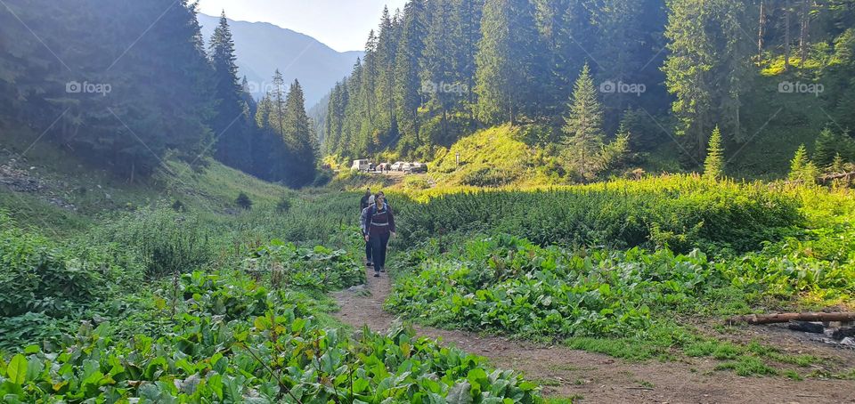 Carpathian mountains, Stana lui Burnei valley