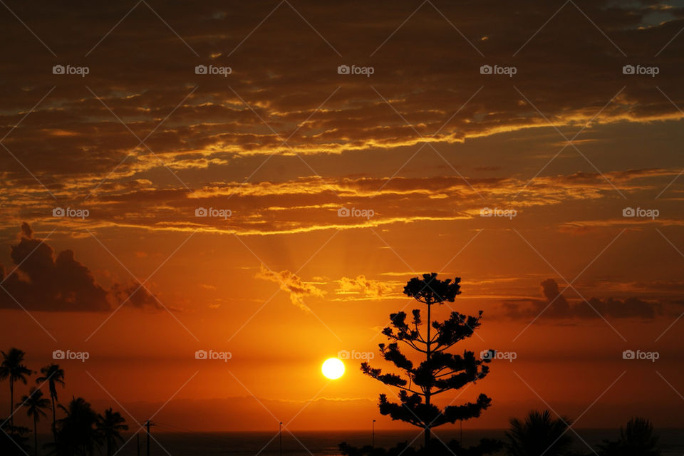 tree sunset orange clouds by massena