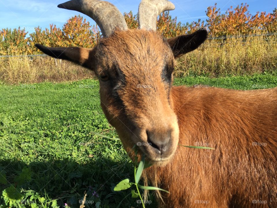 Lunch time for goats