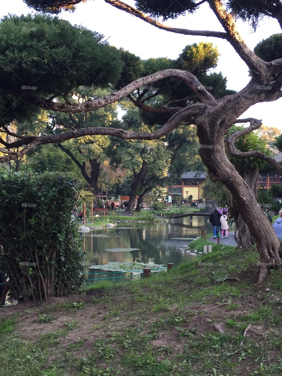 Japanese garden. The Japanese garden of buenos aires - Argentina 