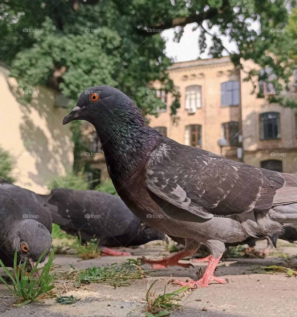 birds in the park