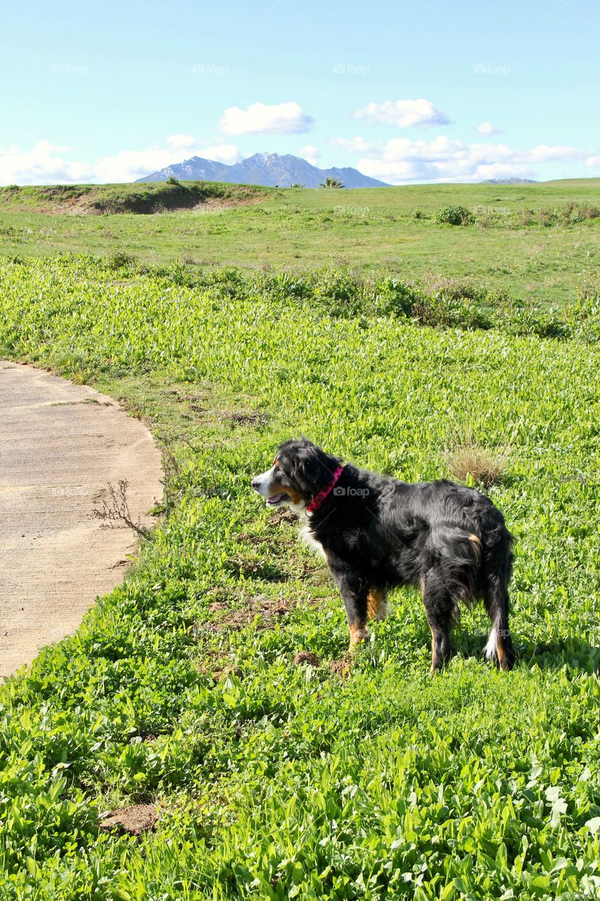 Mountain Bernese 