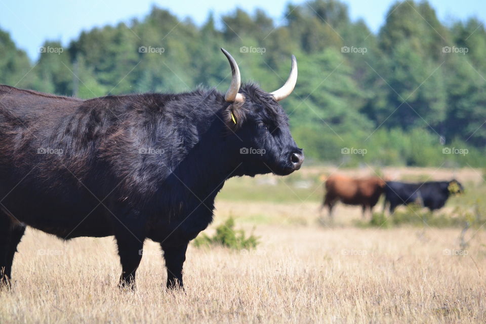 Mammal, Cattle, Cow, Bull, No Person