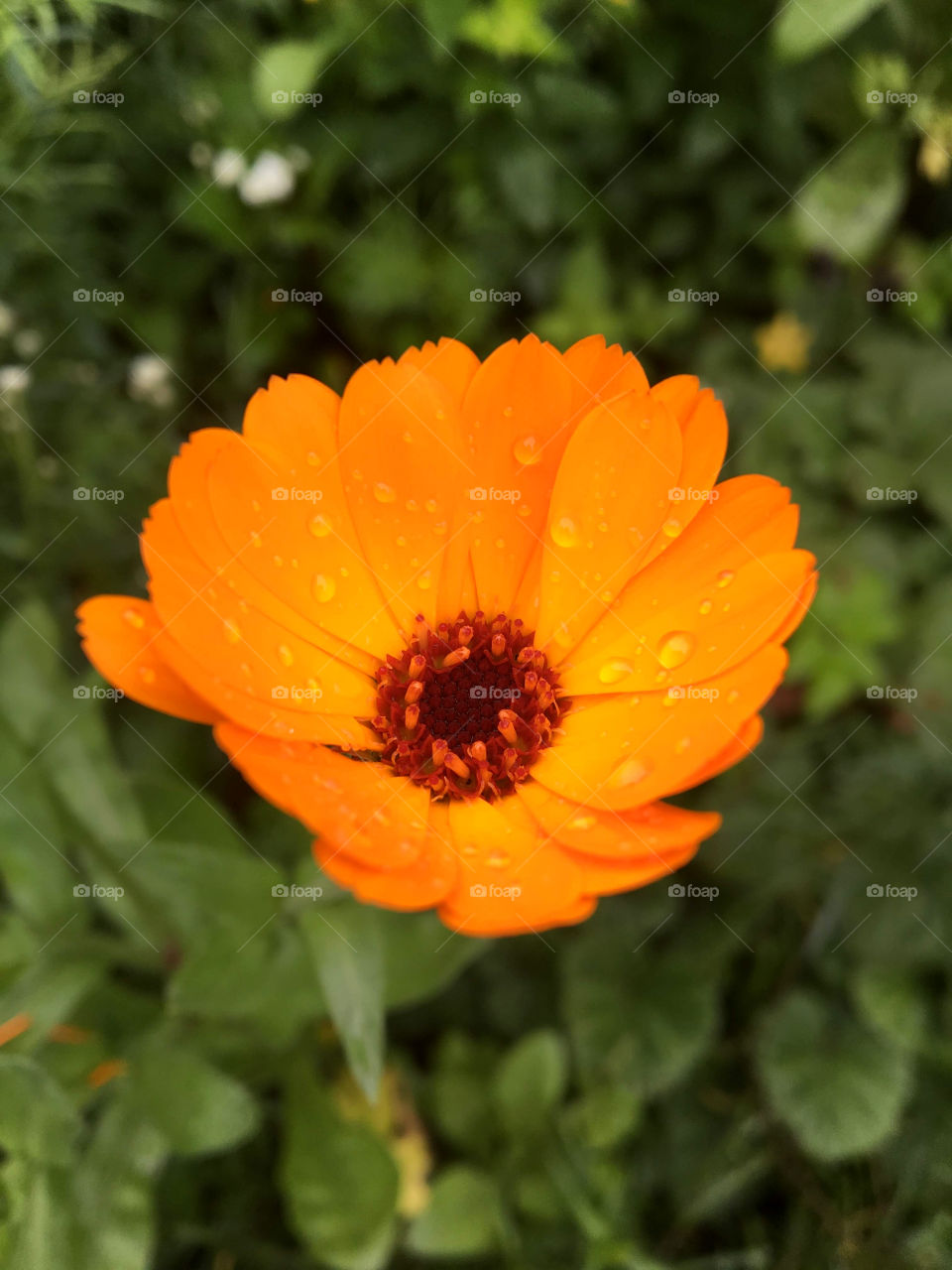 Orange Flower 