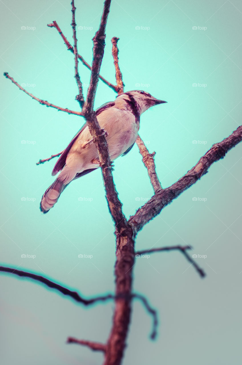 blue Jay. feathered friend