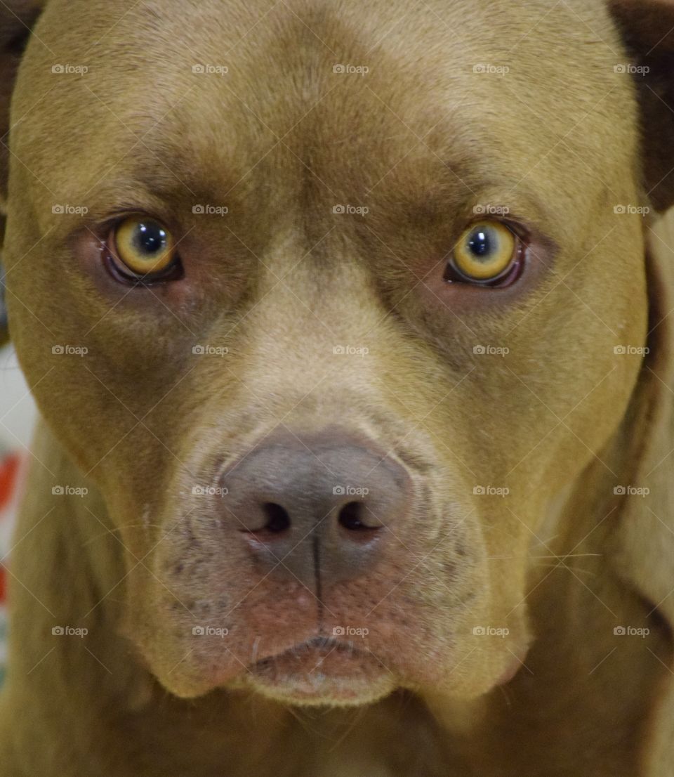 Seriously Funny Pup!