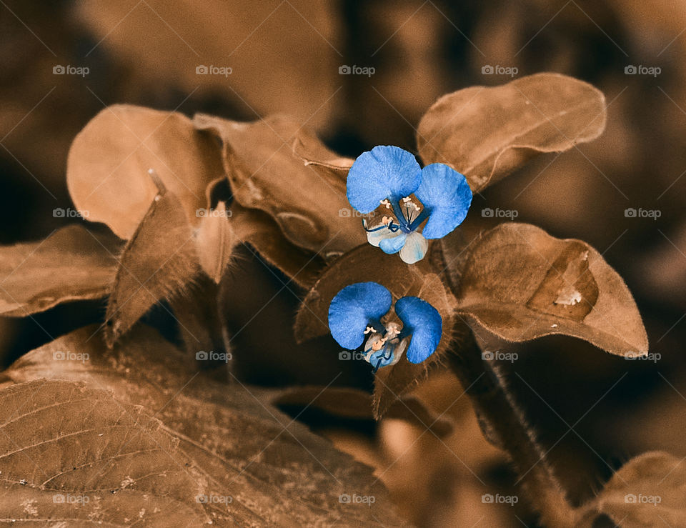 Brown shade  - asiatic day flower