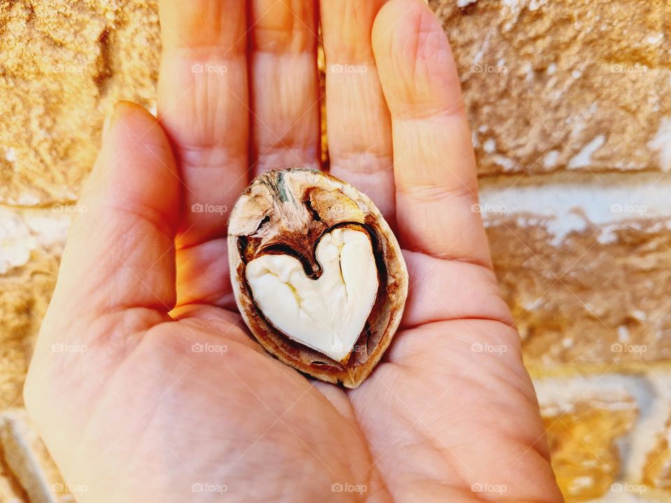 heart-shaped walnut kernel in the hand