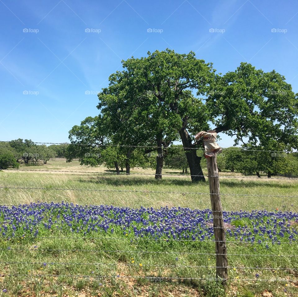 Bluebonnets and a boot on a fence post in rural Texas.