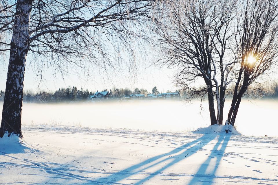 Winter, Snow, Tree, Cold, Frost