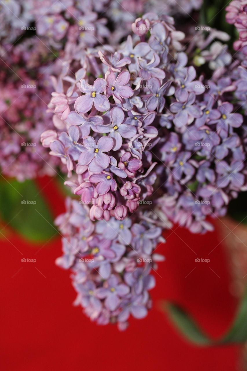 lilac flower