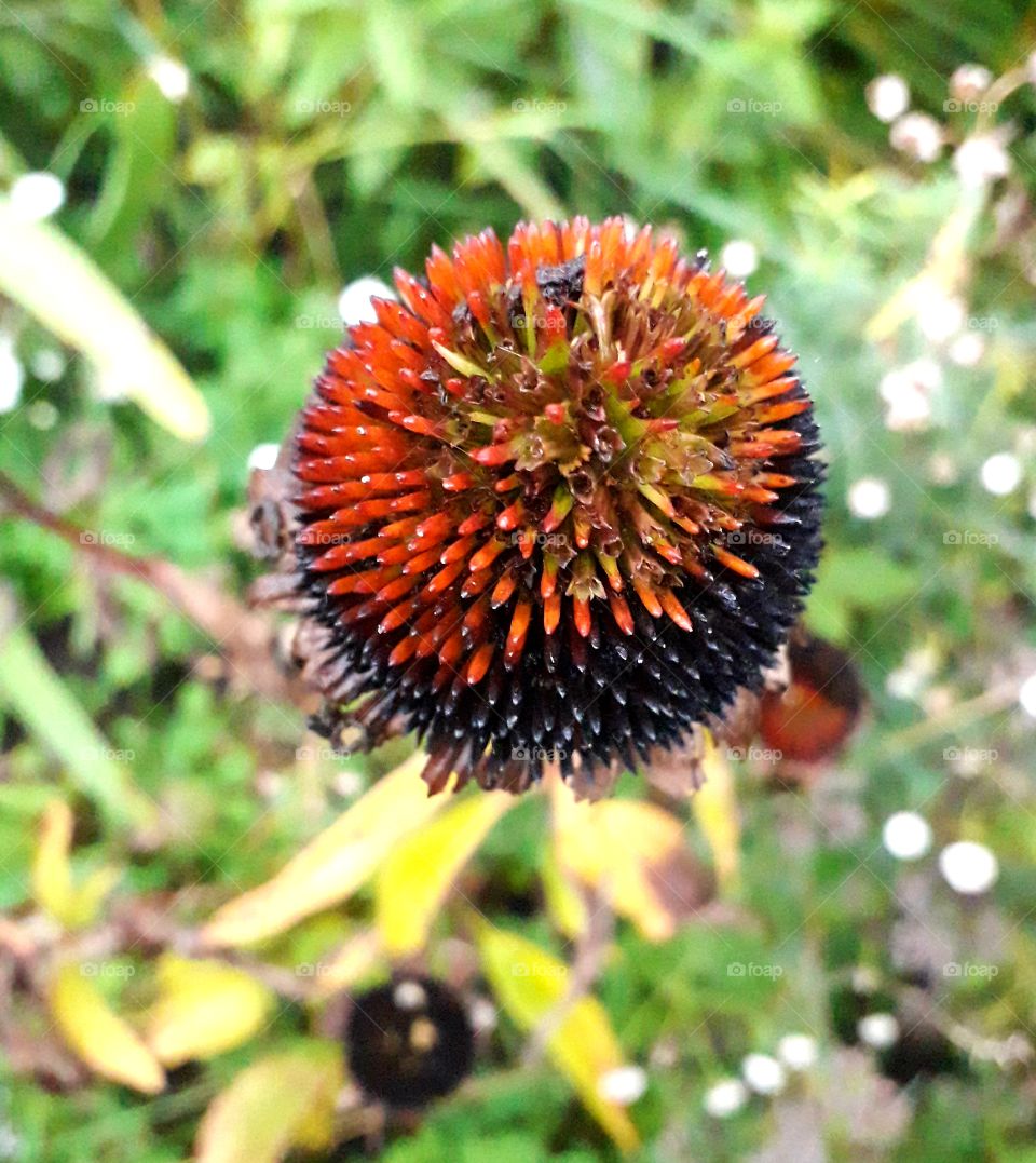 brown petal less head of echinacea in the evening