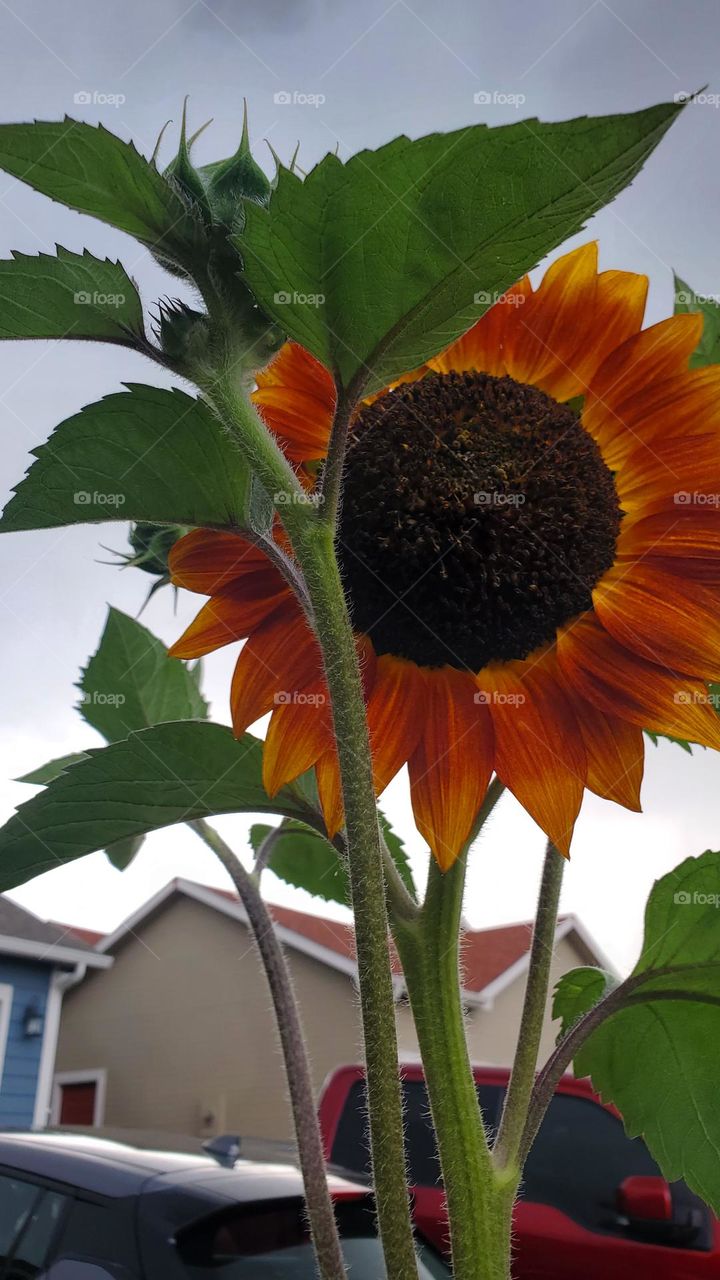 Close up of Sunflower in storm